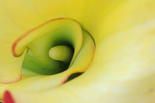Center of a yellow Calla Lillfy flower.