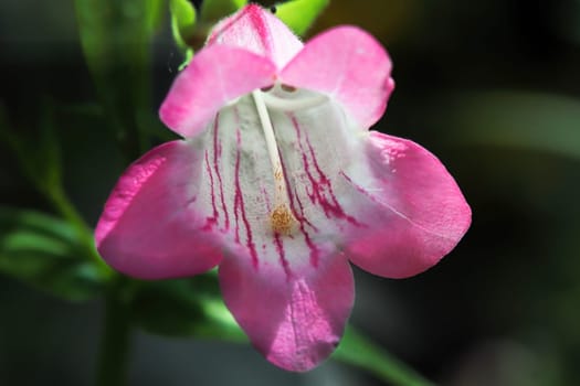 Macro of a pink and white bell shaped Beard Tongue flower.