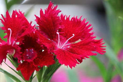 Closeup of a open deep pink Carnation flower.
