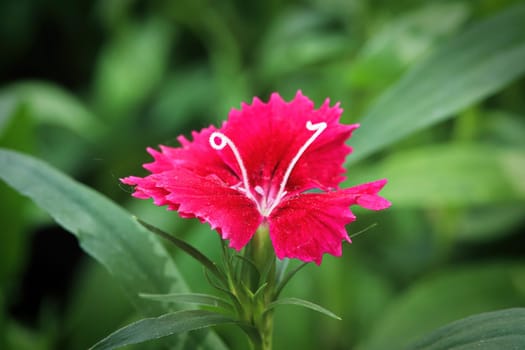 Closeup of a open deep pink Carnation flower.