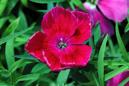 Closeup of a open deep pink Carnation flower.