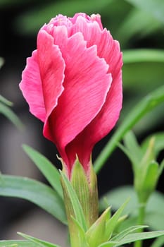 Buds opening on a Dianthus plant in the garden.