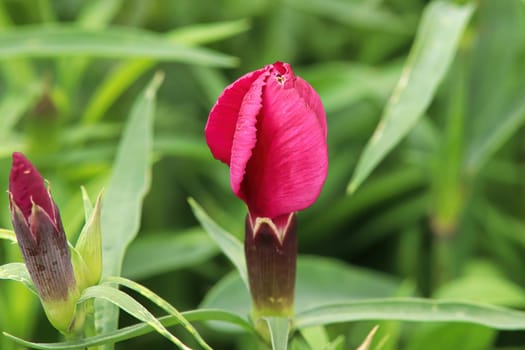 Buds opening on a Dianthus plant in the garden.