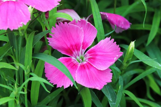 Delicate petals on a pink Dianthus flower.