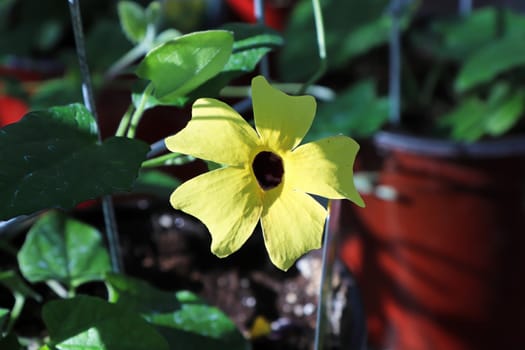 Closeup of a yellow Black Eyed Susan Vine flower.