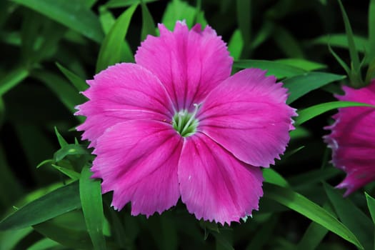 Delicate petals on a pink Dianthus flower.