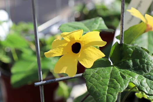 Closeup of a yellow Black Eyed Susan Vine flower.