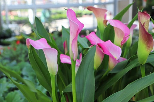 Delicate pink and white flower on a Calla Lilly.