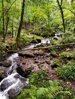 Kennall river in Kennall Vale Nature Reserve, Ponsanooth, Cornwall, United Kingdom