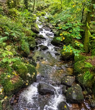 Kennall river in Kennall Vale Nature Reserve, Ponsanooth, Cornwall, United Kingdom