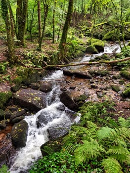 Kennall river in Kennall Vale Nature Reserve, Ponsanooth, Cornwall, United Kingdom