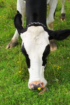 Closeup of black and white cow with black eyes