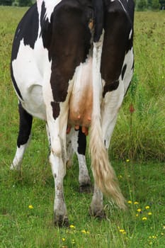 Rear view of teats of black and white cow