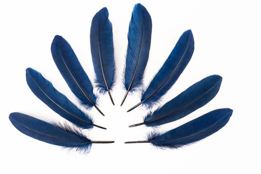 Blue feathers on white background