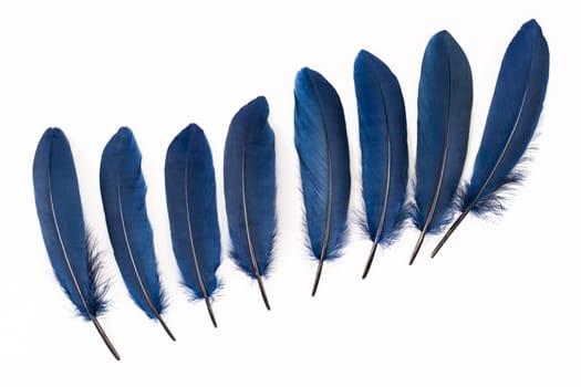 Blue feathers in ascending order on white background