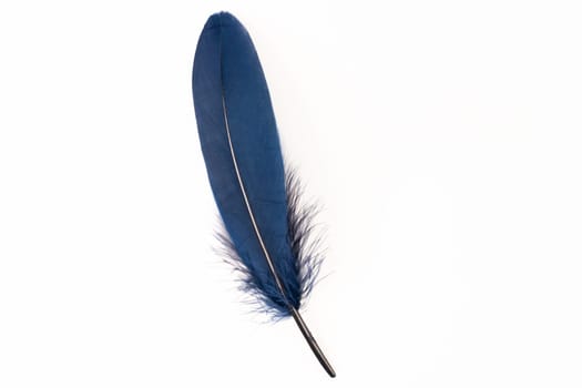 Blue feather on white background