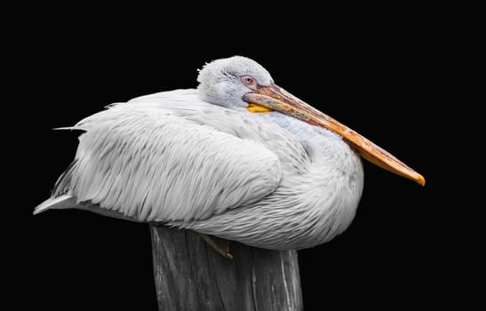 White pelican resting on a stump on black background.