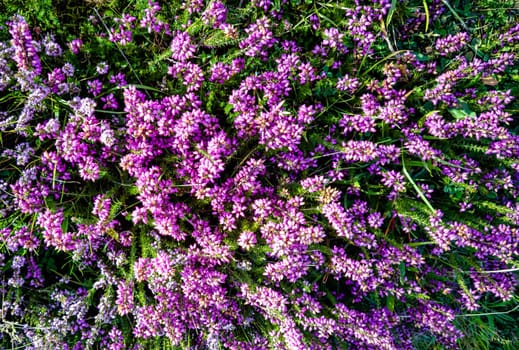Verbena bonariensis known as purpletop, clustertop, South American, Brazilian or Argentinian vervain, tall and pretty verbena