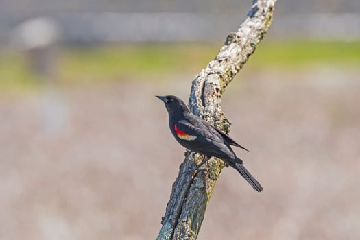 Red Winged Blackbird Resting on a Snag in Horicon Marsh in Wisconsin