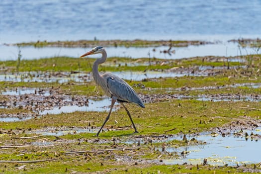 Great Blue Heron Walking Through a Wetland in Horicon Marsh in Wisconsin