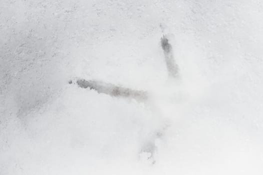 Full frame close up image of a pheasants footprint in deep snow. Cold weather and the frozen setting combine to give this winter theme. Three toes.