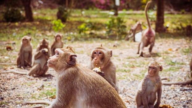 Young monkeys macaque in  Thailand, South east asia. happiness background concept.