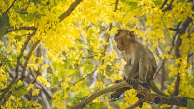 Portrait baby macaque on a Cassia fistula tree branch in  Thailand, South east asia. Yellow flowers of spring, happiness background concept.