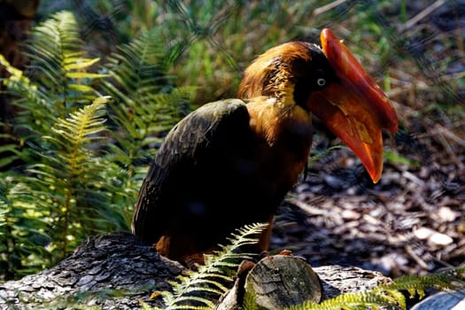 Northern Fire Horn Bird