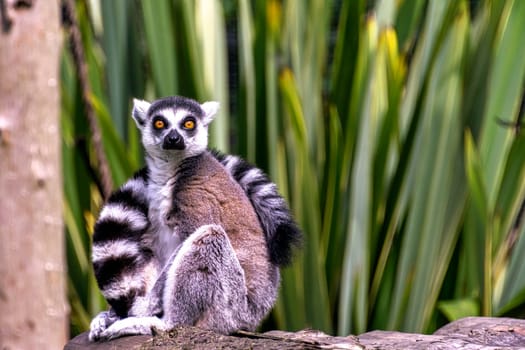 Ring-tailed lemur (Lemur catta) is a large strepsirrhine primate known as maky, maki or hira - Tsimanampetsotsa Nature Reserve, Madagascar