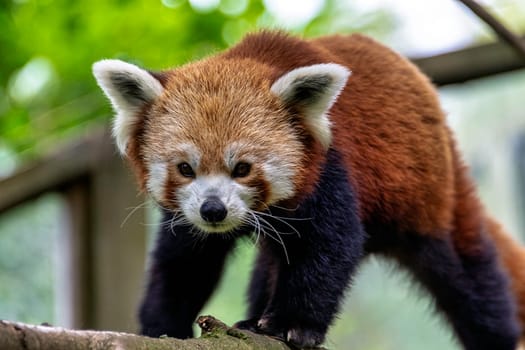 Red panda (Ailurus fulgens) known as lesser panda, the red bear-cat, or cat-bear