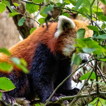 Red panda (Ailurus fulgens) known as lesser panda, the red bear-cat, or cat-bear