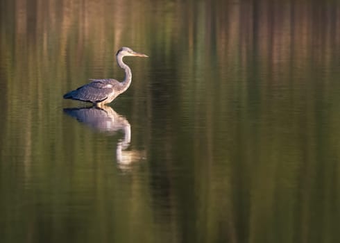 grey heron on a lake