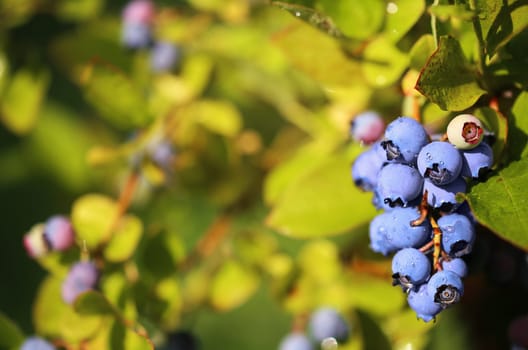 Cultivated blueberries outdoors on the bush with water droplets on them.