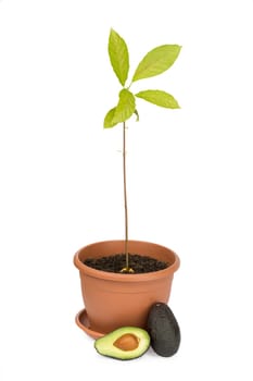 Avocado plants, whole avocado and half isolated on white