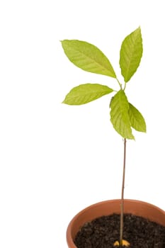 Young avocado plant in a pot isolated on white