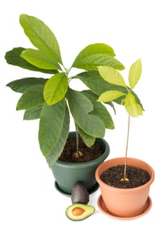 Two avocado plants, whole avocado and half isolated on white
