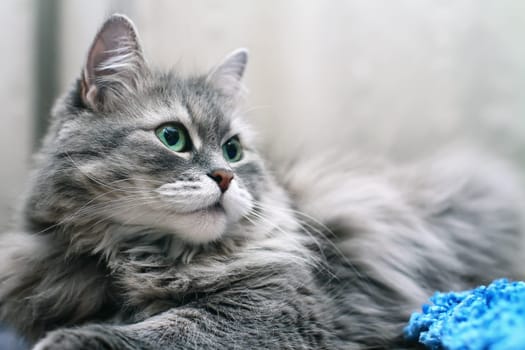 Adorable fluffy Silver Siberian cat with big greenish eyes lying and looking to the side. Close-up portrait with shallow depth of field, selective focus.
