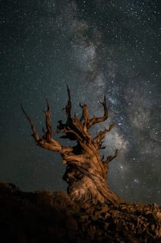 Milky Way With Ancient Tree from the Bristlecone Pine Forest California