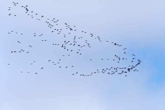 Large Flock of Sandhill Cranes on Migration near the Platte River and Kearney, Nebraska