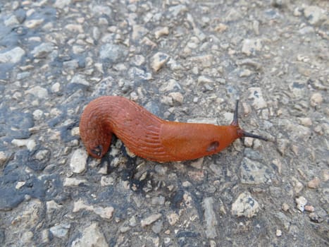 beautiful animal slug slow fragile antennae delicate garden