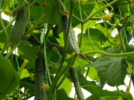prickly green cucumbers hanging on branches among the leaves in a greenhouse low angle view