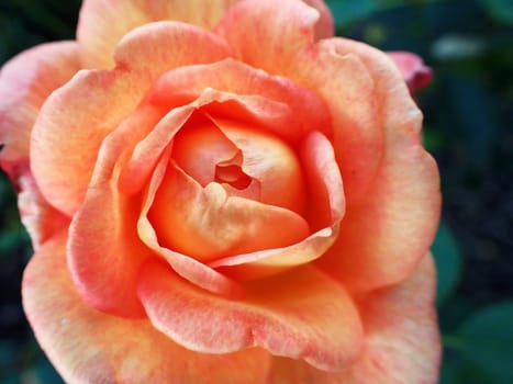 Close up of orange red rose