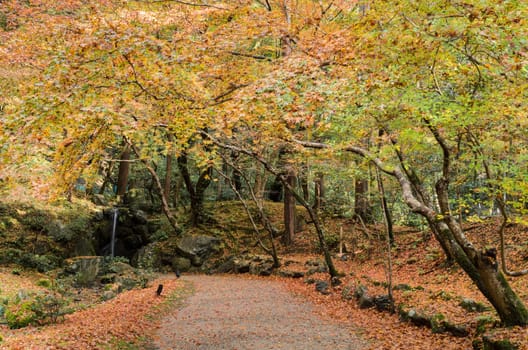 Autumn colored foliage garden with small waterfall at Daigo-ji temple in Kyoto, Japan