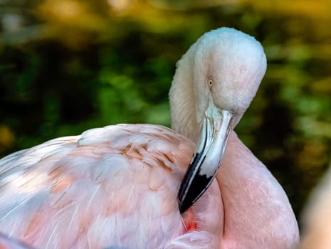 Greater flamingo (Phoenicopterus roseus) is the most widespread and largest species of the flamingo family