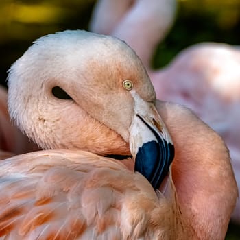 Greater flamingo (Phoenicopterus roseus) is the most widespread and largest species of the flamingo family