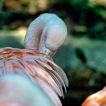 Greater flamingo (Phoenicopterus roseus) is the most widespread and largest species of the flamingo family