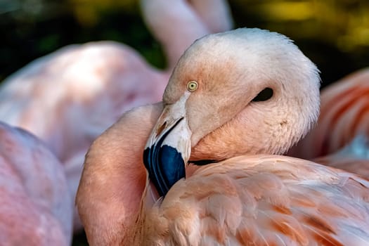 Greater flamingo (Phoenicopterus roseus) is the most widespread and largest species of the flamingo family