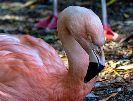 Greater flamingo (Phoenicopterus roseus) is the most widespread and largest species of the flamingo family