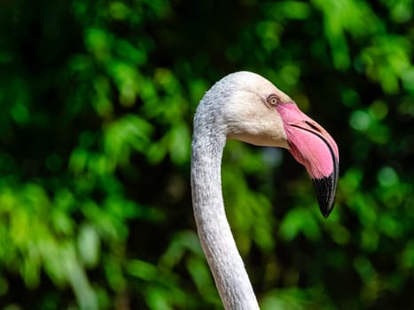 Greater flamingo (Phoenicopterus roseus) is the most widespread and largest species of the flamingo family