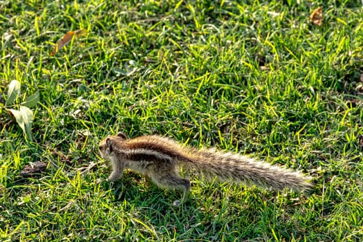 Indian palm squirrel or three-striped palm squirrel (Funambulus palmarum) - New Delhi, India